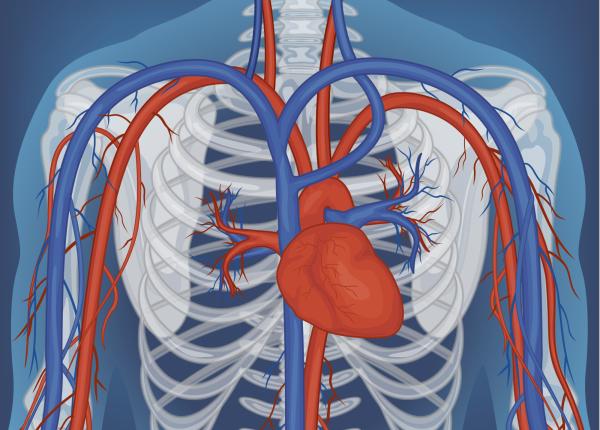 inima are un truc metabolic care o ajuta sa nu ramana fara energie cum foloseste doua surse de combustibil in acelasi timp