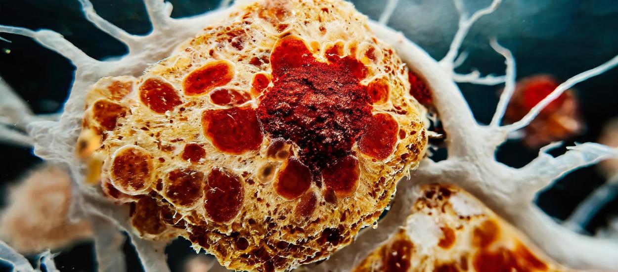 Substanța din produsele de zi cu zi care poate provoca boli hepatice și cancer