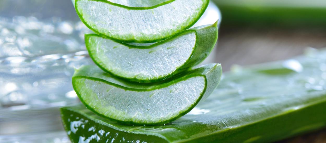 Aloe vera, armă naturală surprinzătoare în lupta împotriva bolii Alzheimer