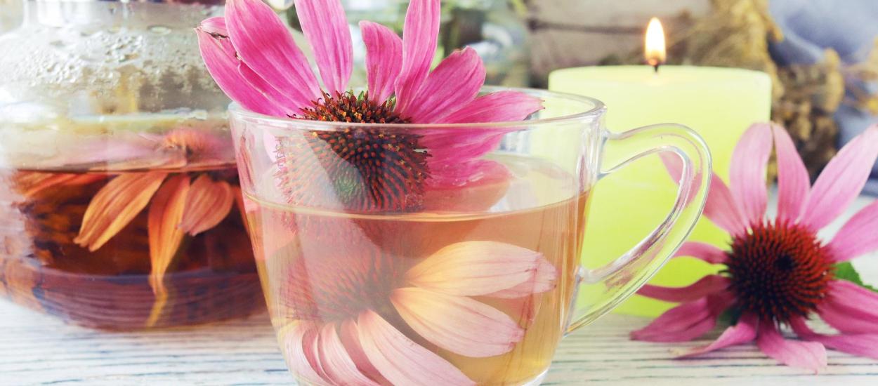 Ce se întâmplă în corp când bei ceai de echinacea
