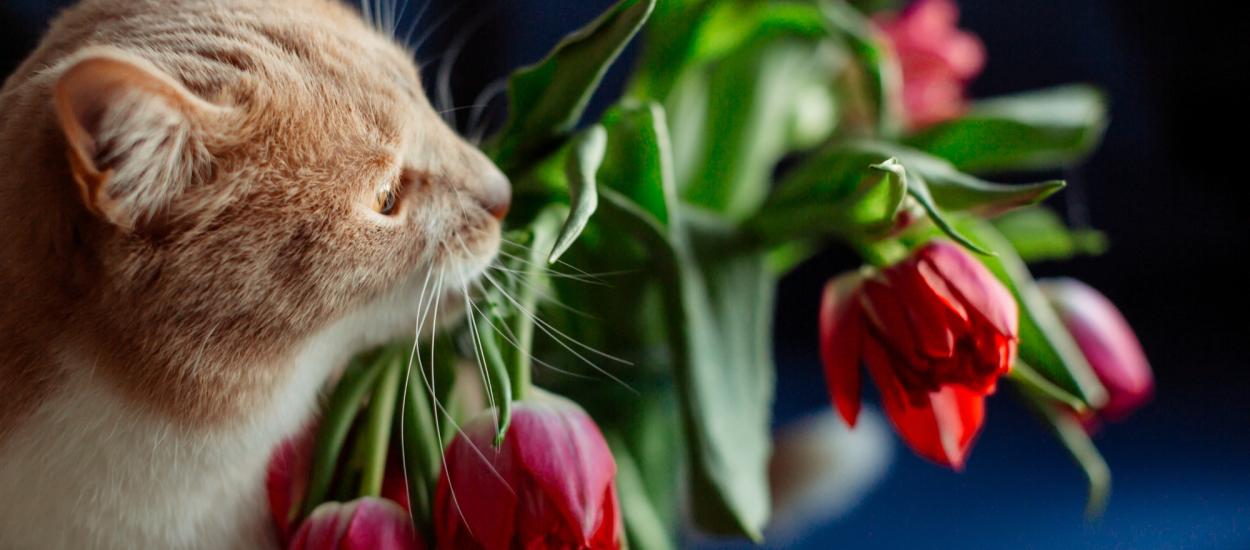 Florile care sunt toxice pentru pisici