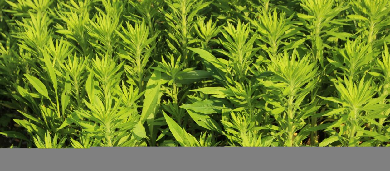 Pelinul, planta care intrigă medicii: poate calma inflamația, dar ascunde și riscuri serioase