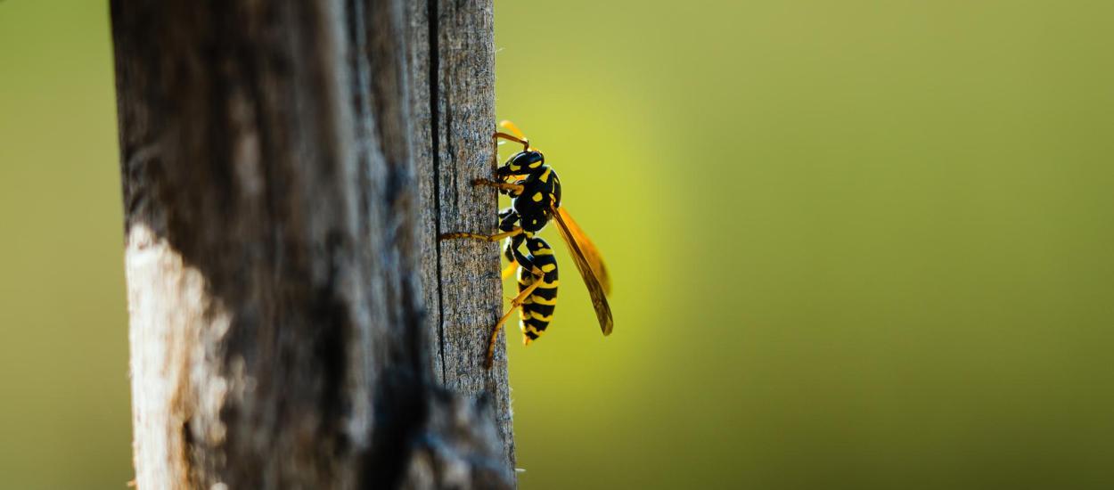 Fenomen medical îngrijorător: viespile asiatice care distrug albinele se înmulțesc în Europa