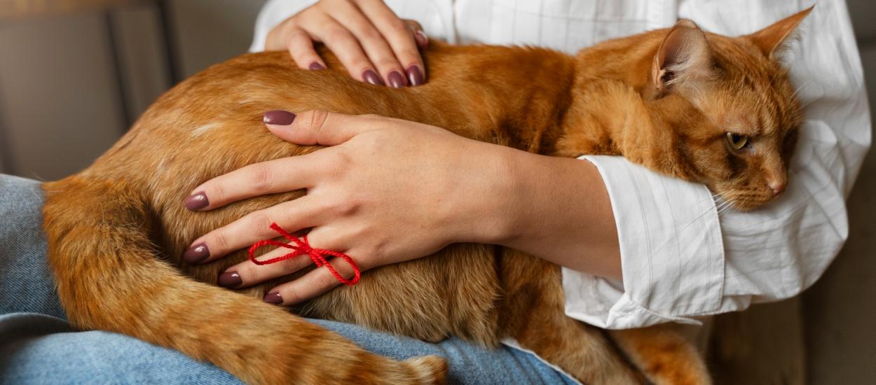 Ești stresat și crezi că te relaxezi dacă îți mângâi animăluțul? Este fix pe dos!