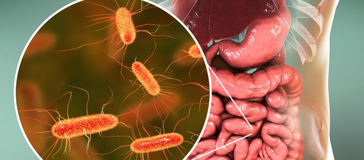 Bacteriile din sistemul digestiv pot influența apariția cancerului. Și nu vorbim de cancerul de colon