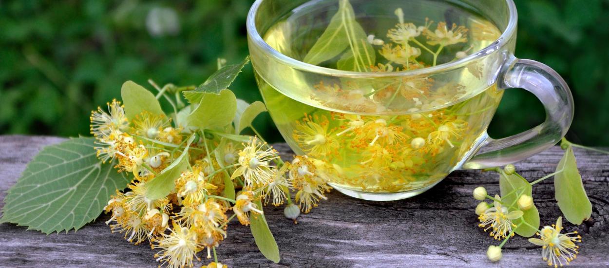 Cum se culeg și se usucă corect florile de tei pentru un ceai terapeutic desăvârșit