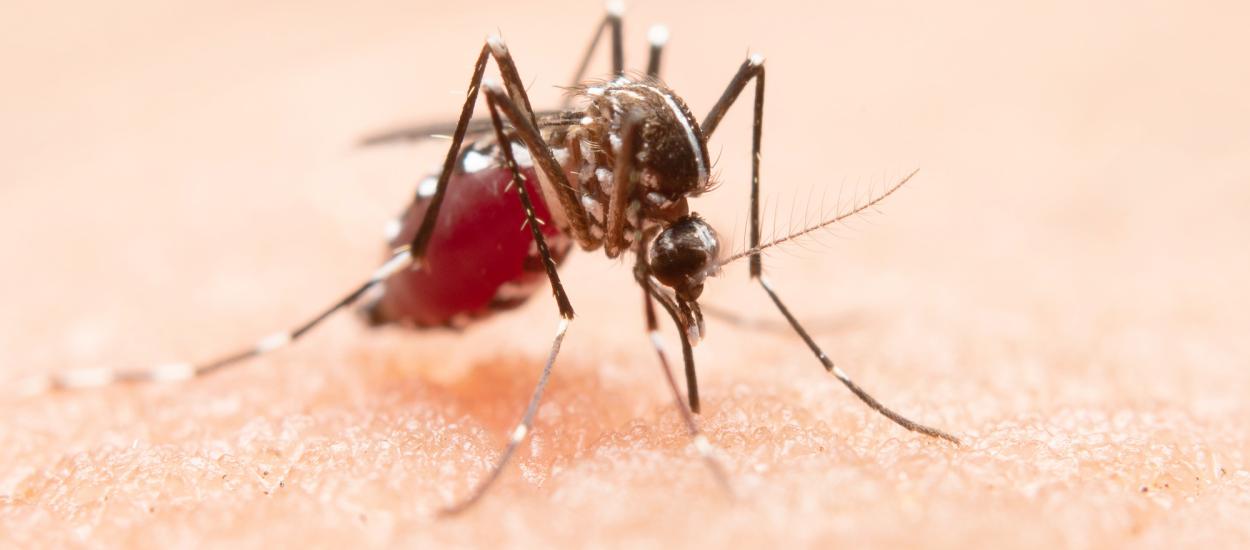 Virusul transmis de țânțari care pune Europa în alertă. OMS avertizează: se răspândește rapid și poate afecta creierul