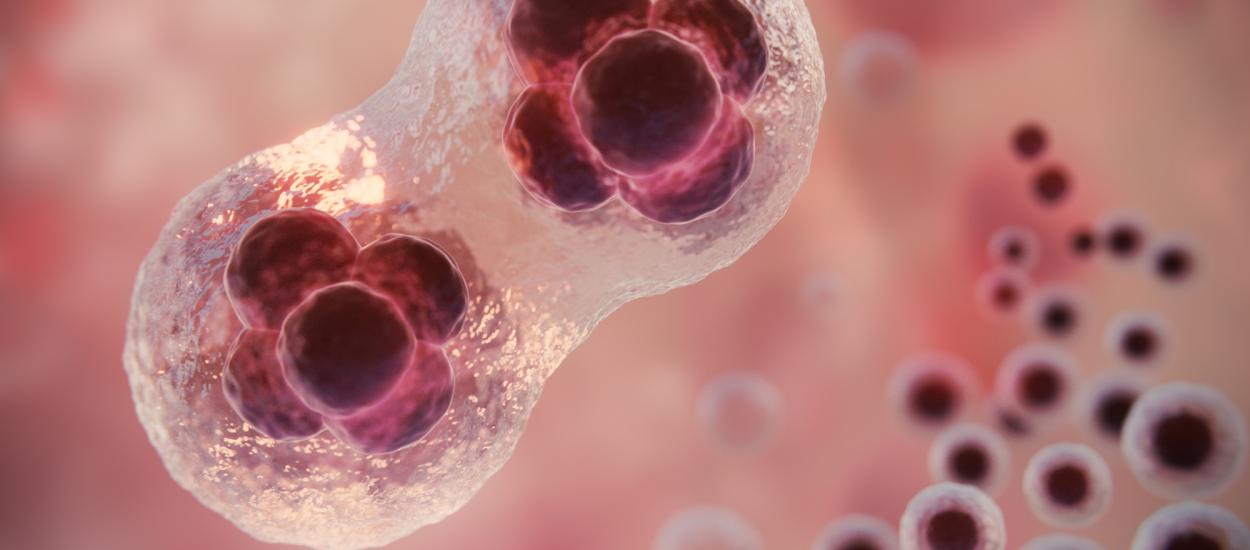 Celulele stem creează valve cardiace „ca în corpul uman”. Descoperirea ar putea schimba tratamentul copiilor cu malformații ale inimii