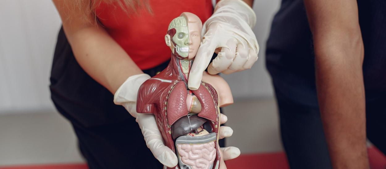 71 de curiozități medicale: adevăruri fascinante despre corpul uman și mituri pe care încă le credem