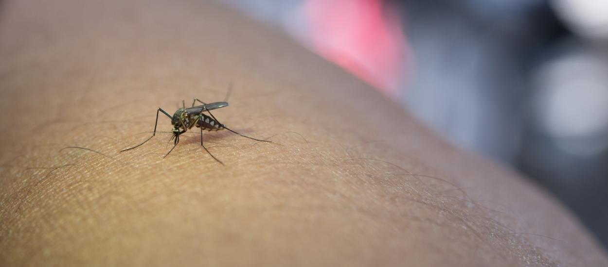 Cum să supraviețuiești țânțarilor? De ce unii oameni sunt „bufetul preferat” al insectelor