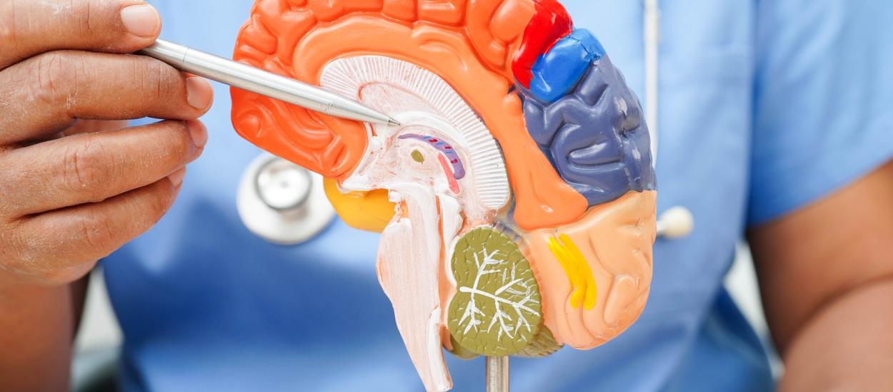 Când începe, de fapt, boala Alzheimer. Ce se schimbă în creier cu ani înainte