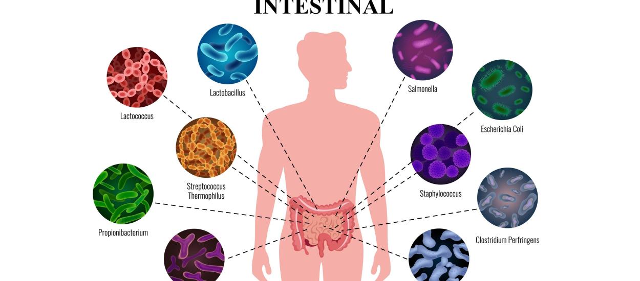 Microbiomul intestinal poate da alarma înaintea diabetului de tip 2. Sute de bacterii se schimbă înainte ca glicemia să crească