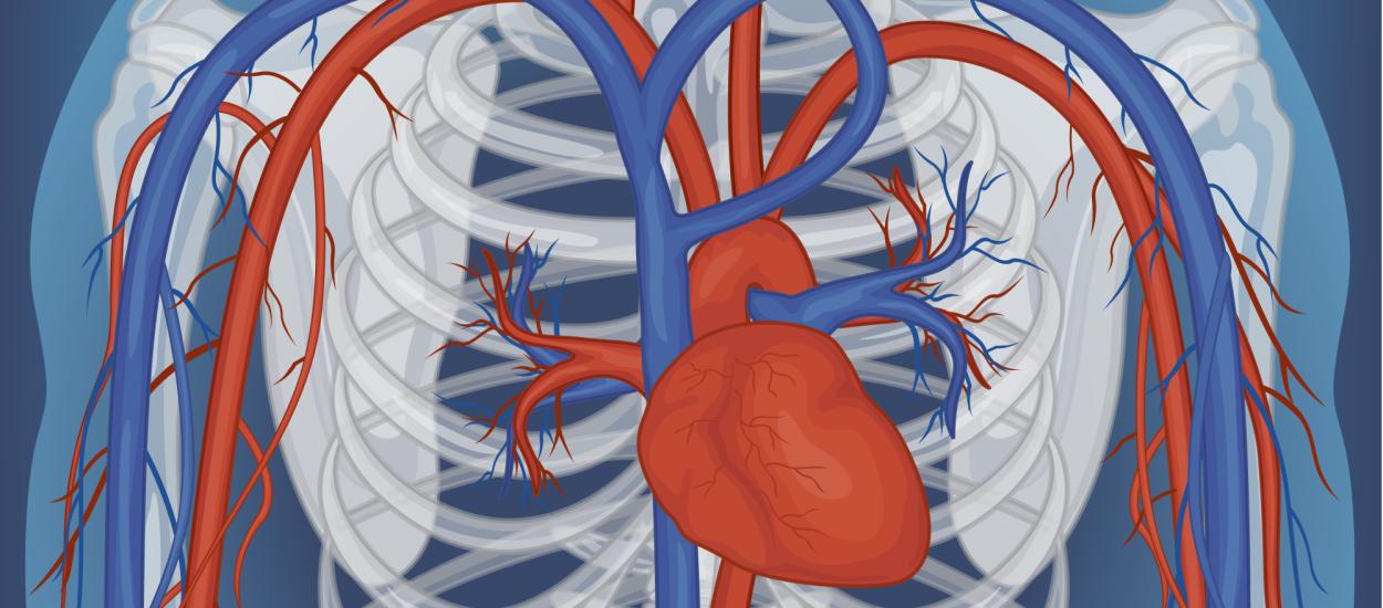 Inima are un truc metabolic care o ajută să nu rămână fără energie. Cum folosește două surse de combustibil în același timp