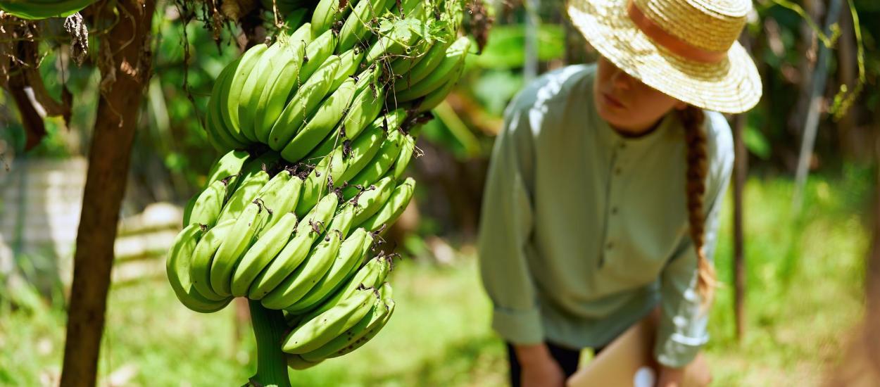 De ce se înnegresc bananele și cum le poți păstra mai mult timp